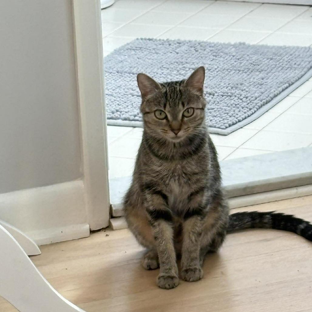 Enlarge Jellybean, a Adoptable Domestic Short Hair in Jarrettsville, MD image 3/6