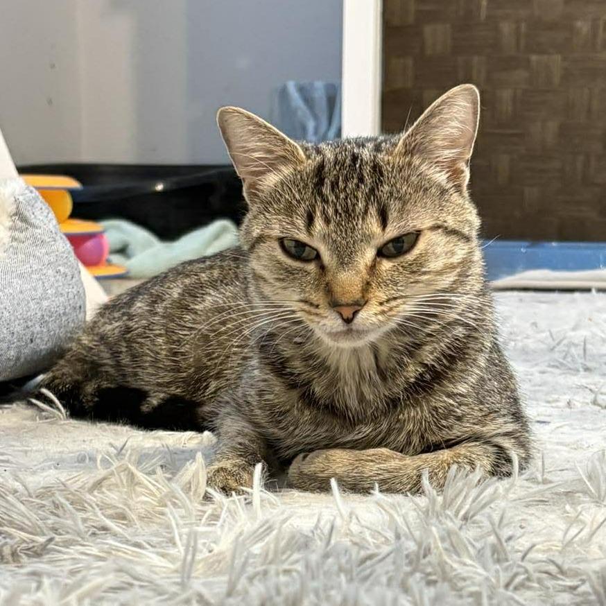 Enlarge Jellybean, a Adoptable Domestic Short Hair in Jarrettsville, MD image 4/6