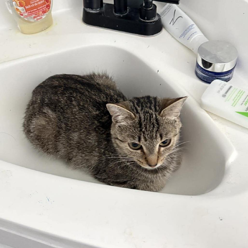 Enlarge Jellybean, a Adoptable Domestic Short Hair in Jarrettsville, MD image 5/6