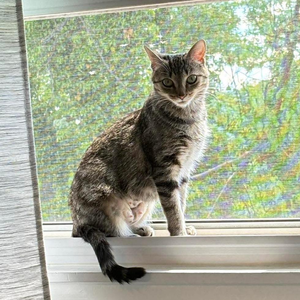 Jellybean, a Adoptable Domestic Short Hair in Jarrettsville, MD image 6/6