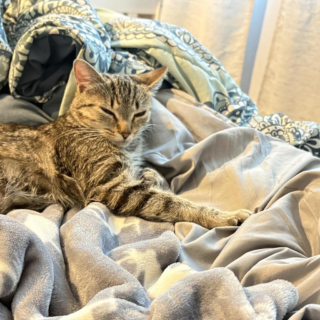 Enlarge Jellybean, a Adoptable Domestic Short Hair in Jarrettsville, MD image 6/6