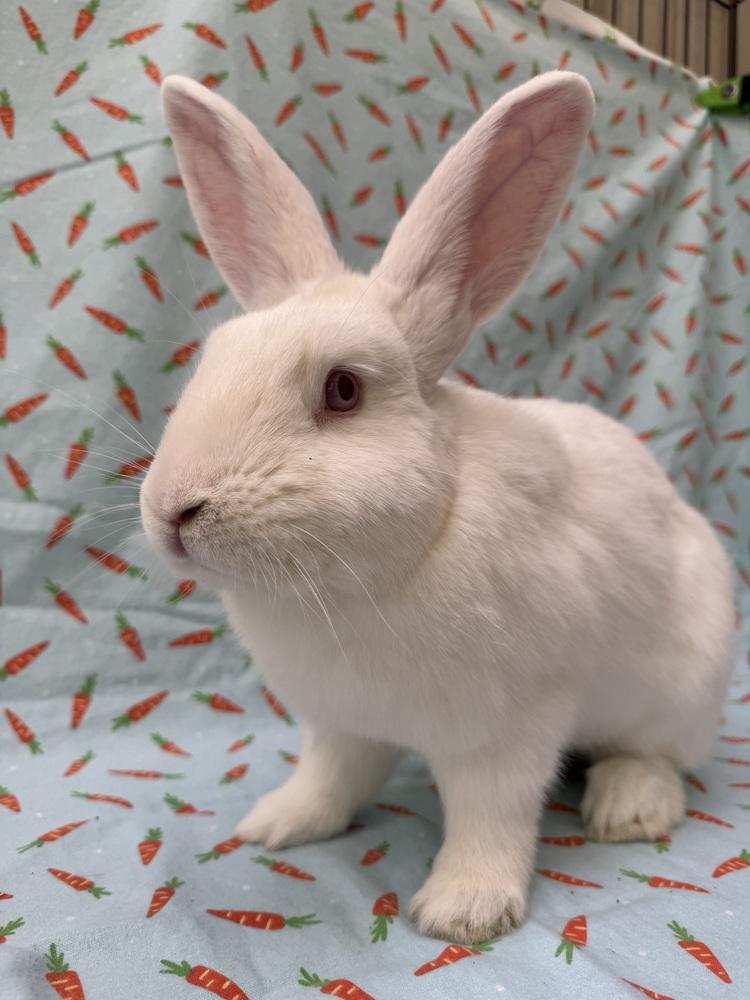 Tim, Adoptable, Adult Male New Zealand.