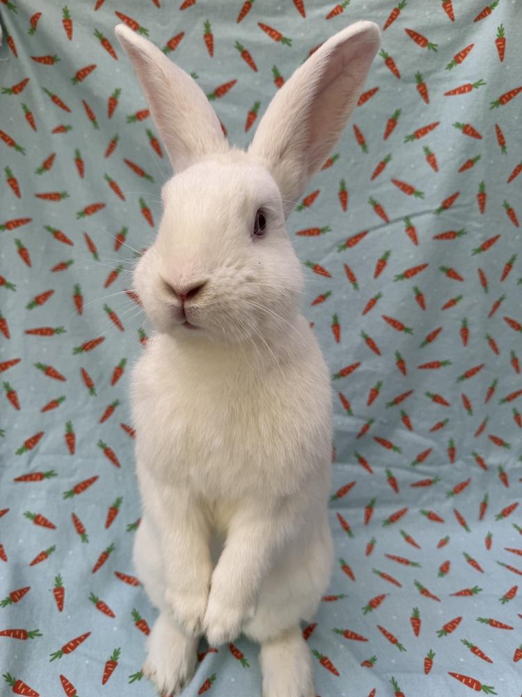 Enlarge Tim, a Adoptable New Zealand in Gainesville, FL image 2/6