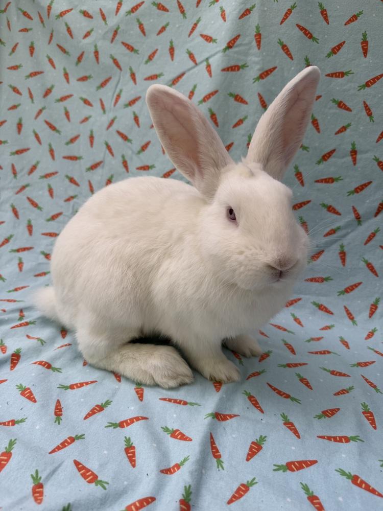 Enlarge Tim, a Adoptable New Zealand in Gainesville, FL image 3/6