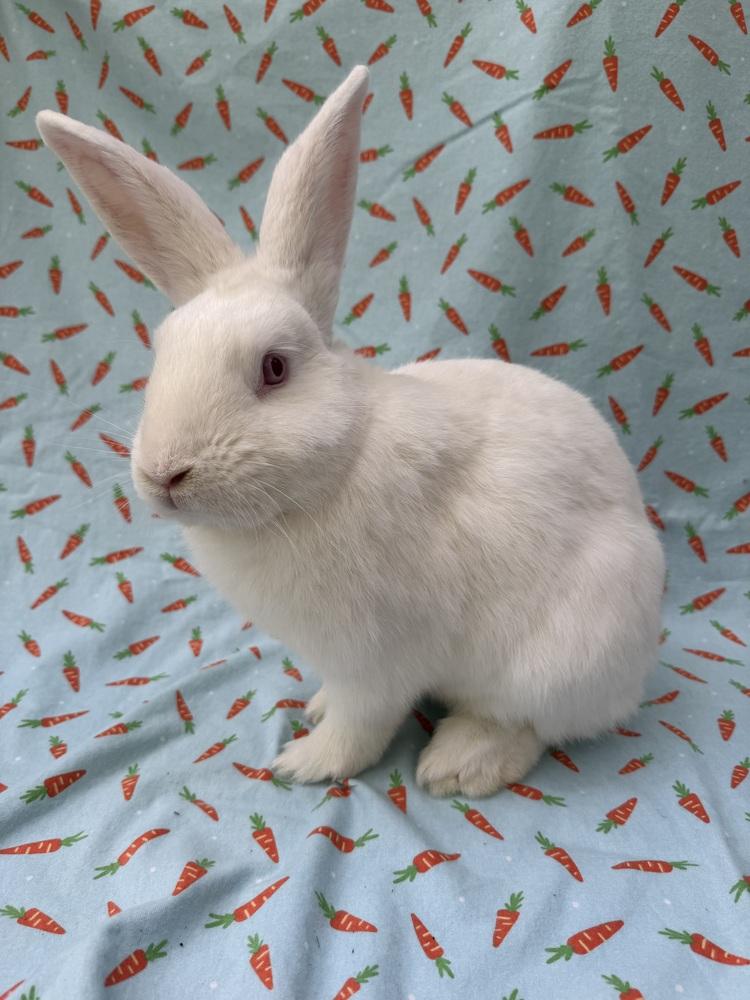 Enlarge Tim, a Adoptable New Zealand in Gainesville, FL image 4/6