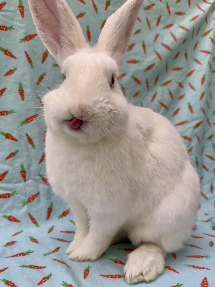 Enlarge Tim, a Adoptable New Zealand in Gainesville, FL image 5/6