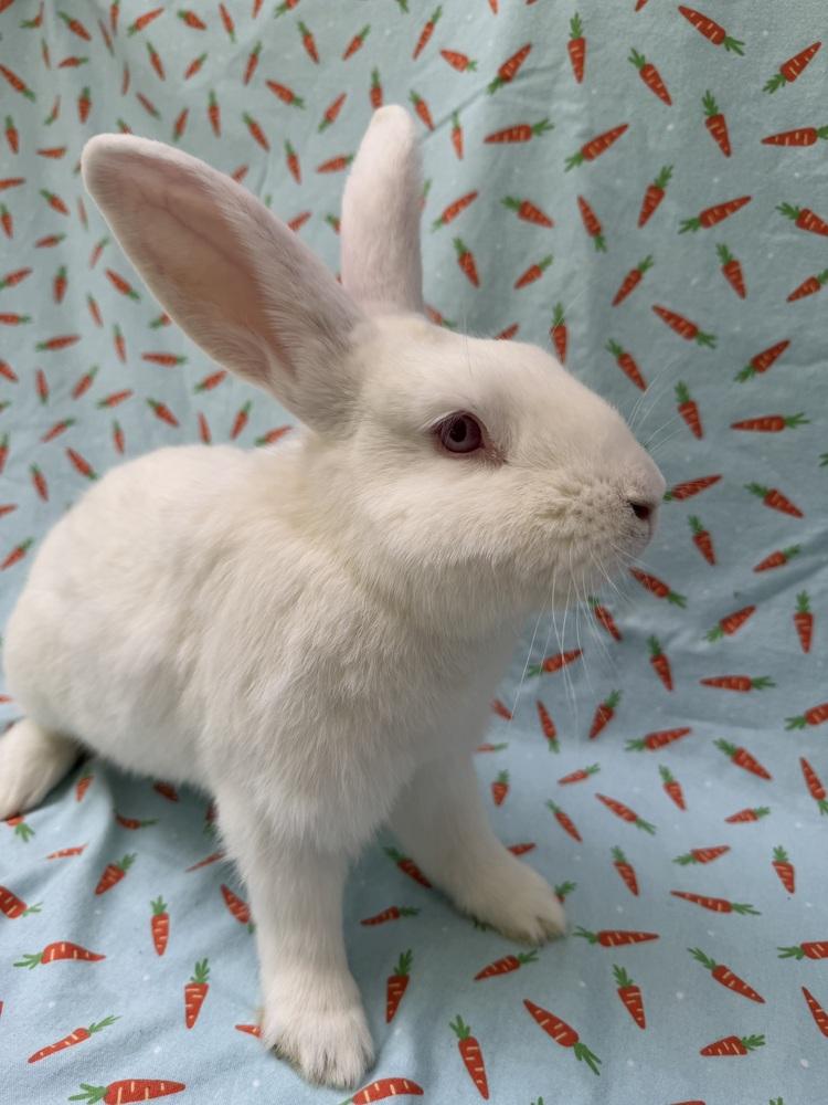 Enlarge Tim, a Adoptable New Zealand in Gainesville, FL image 6/6