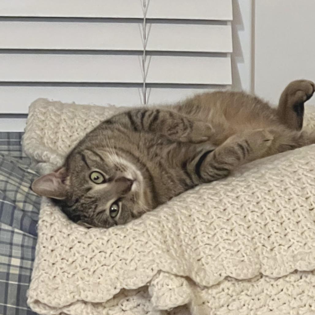 Rook, a Adoptable Domestic Short Hair in Chapel Hill, NC image 1/5