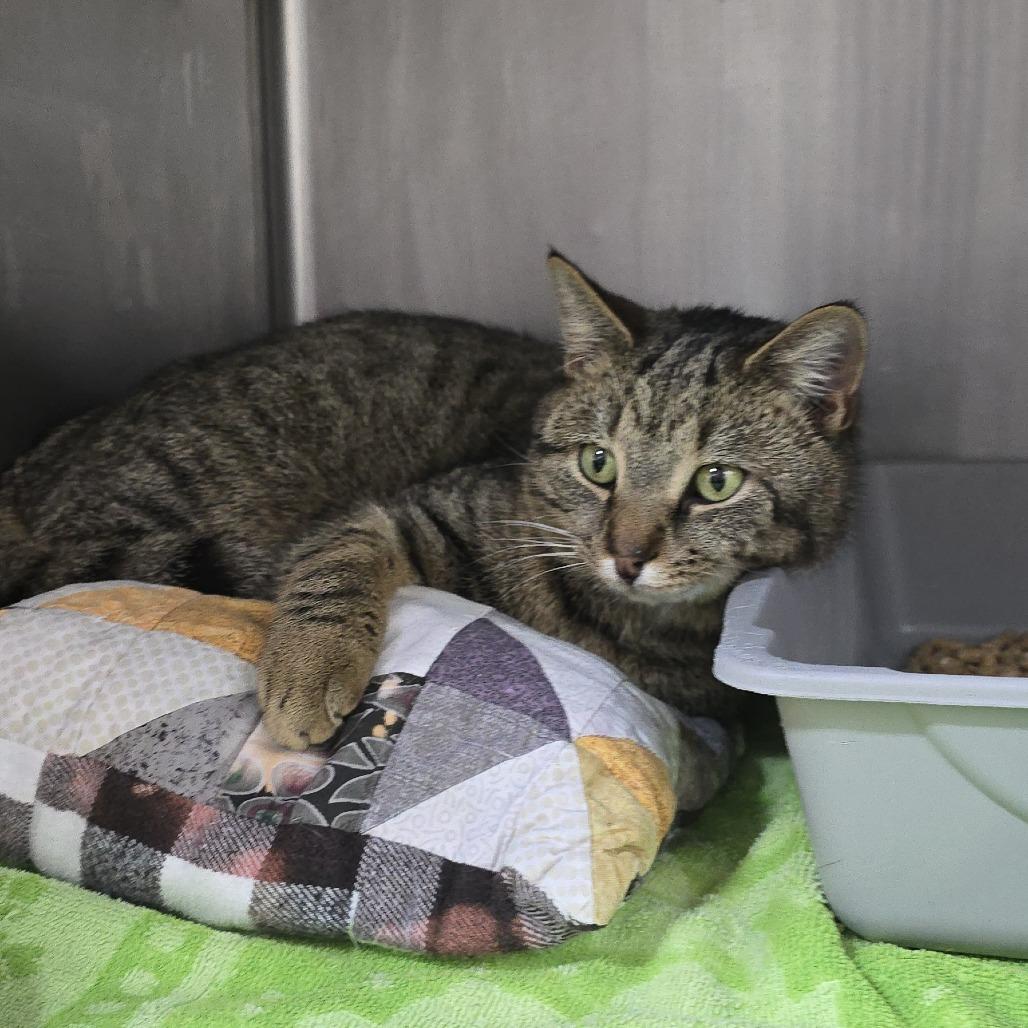 Rook, a Adoptable Domestic Short Hair in Chapel Hill, NC image 2/5