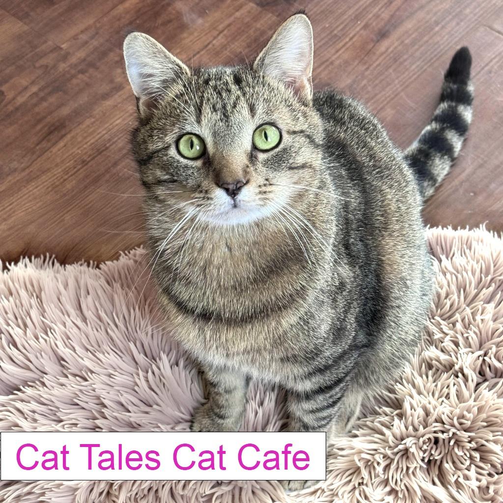 Enlarge Rook, a Adoptable Domestic Short Hair in Chapel Hill, NC image 3/6