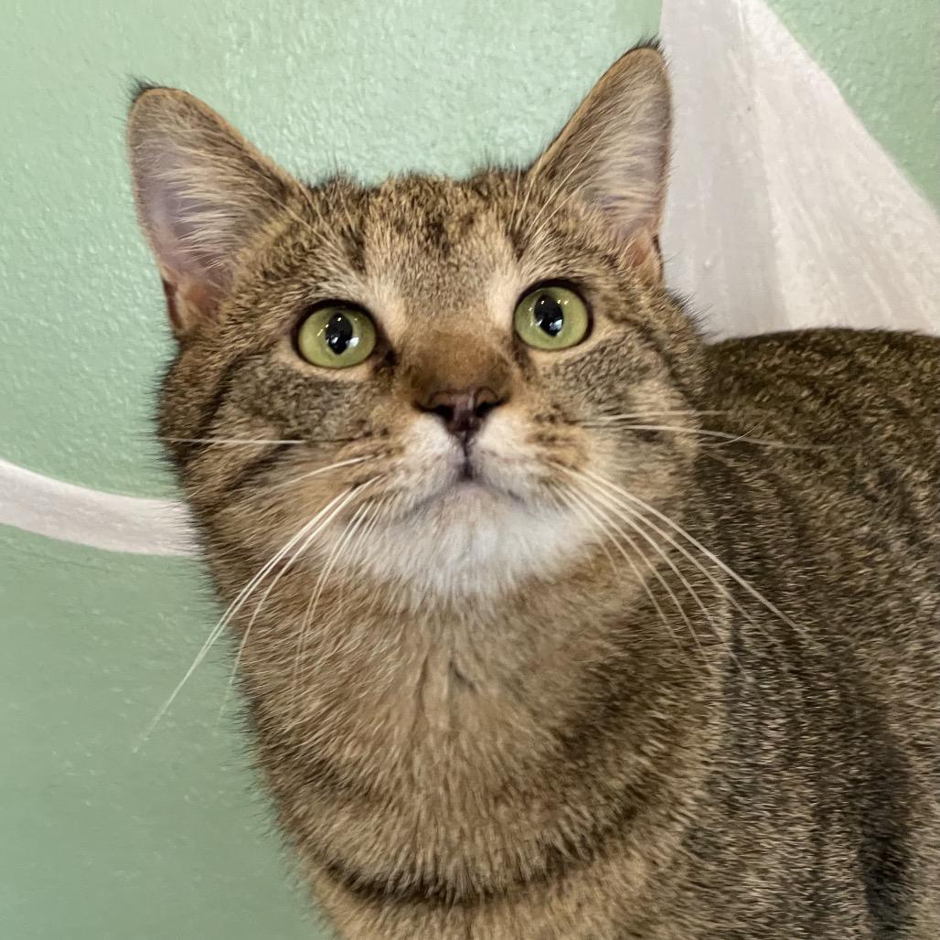 Enlarge Rook, a Adoptable Domestic Short Hair in Chapel Hill, NC image 4/6