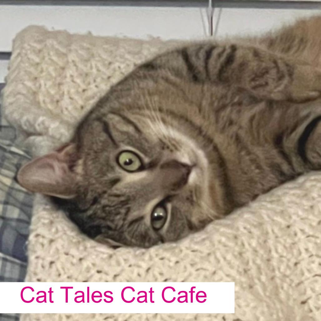 Rook, a Adoptable Domestic Short Hair in Chapel Hill, NC image 3/5