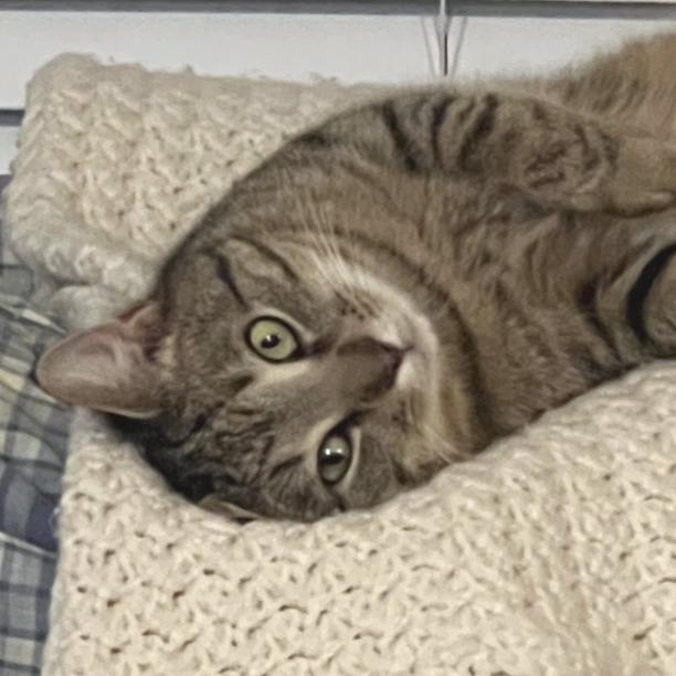 Rook, a Adoptable Domestic Short Hair in Chapel Hill, NC image 4/5