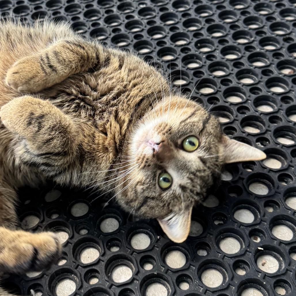 Rook, a Adoptable Domestic Short Hair in Chapel Hill, NC image 5/5