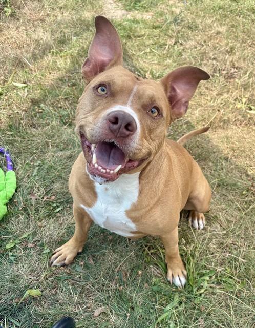 ROMEO, Adoptable, Adult Male American Staffordshire Terrier & Mixed Breed.