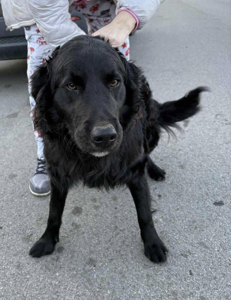 Enlarge Odie, a Adoptable mixed breed in Chattanooga, TN image 1/2