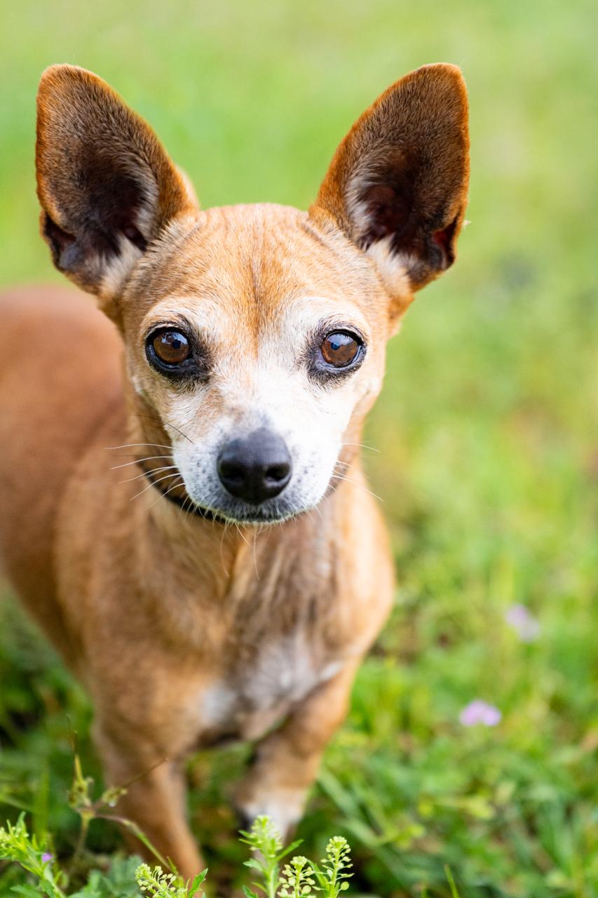 Chula, a ADOPTABLE Chihuahua in Mason, TX image 5/6
