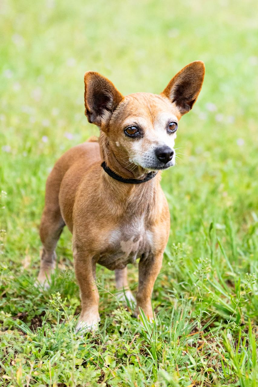 Chula, a ADOPTABLE Chihuahua in Mason, TX image 2/6