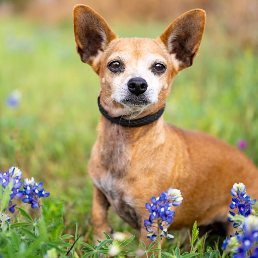 Chula, a ADOPTABLE Chihuahua in Mason, TX image 1/6