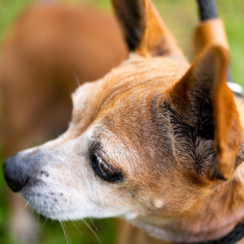 Chula, a ADOPTABLE Chihuahua in Mason, TX image 4/6