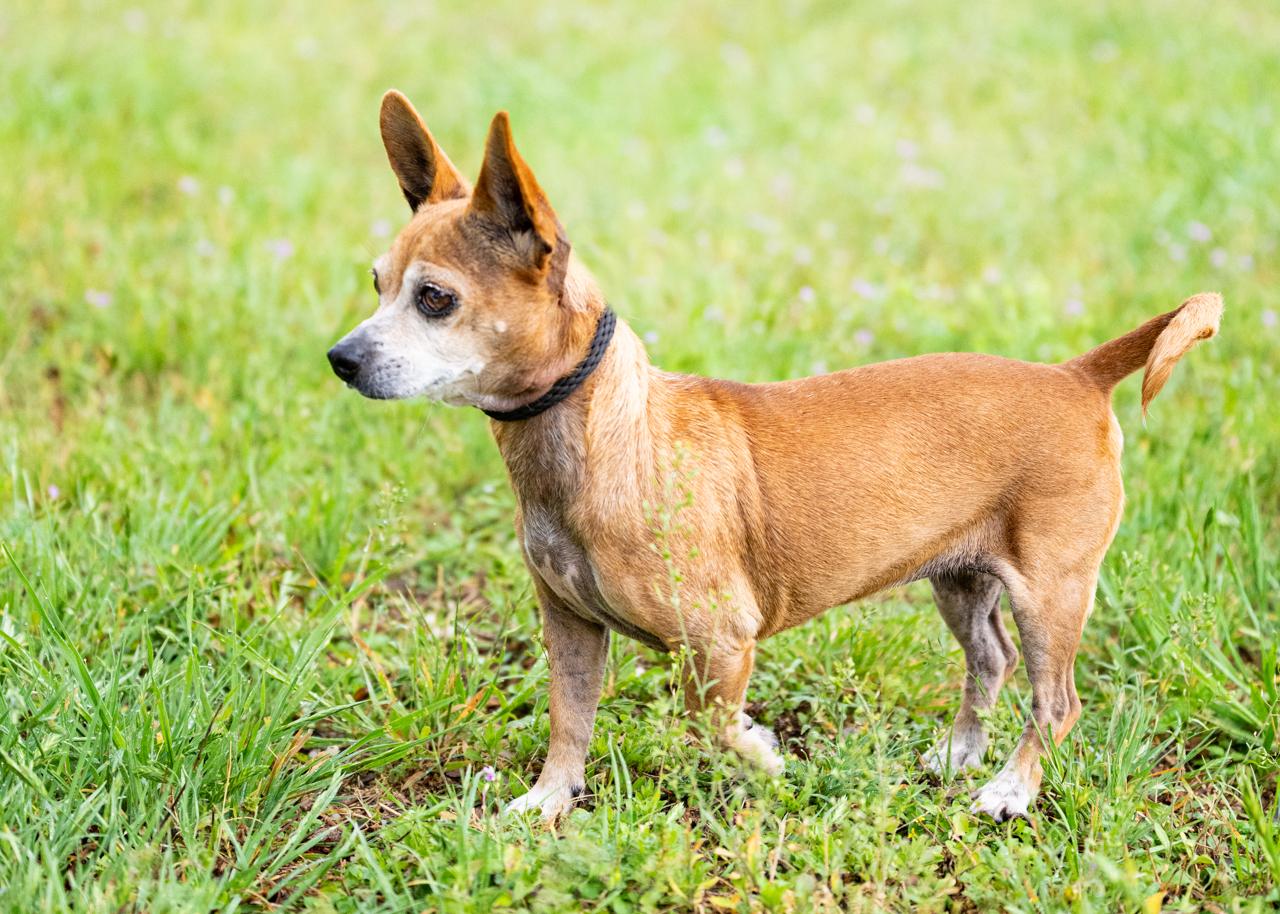 Chula, a ADOPTABLE Chihuahua in Mason, TX image 3/6