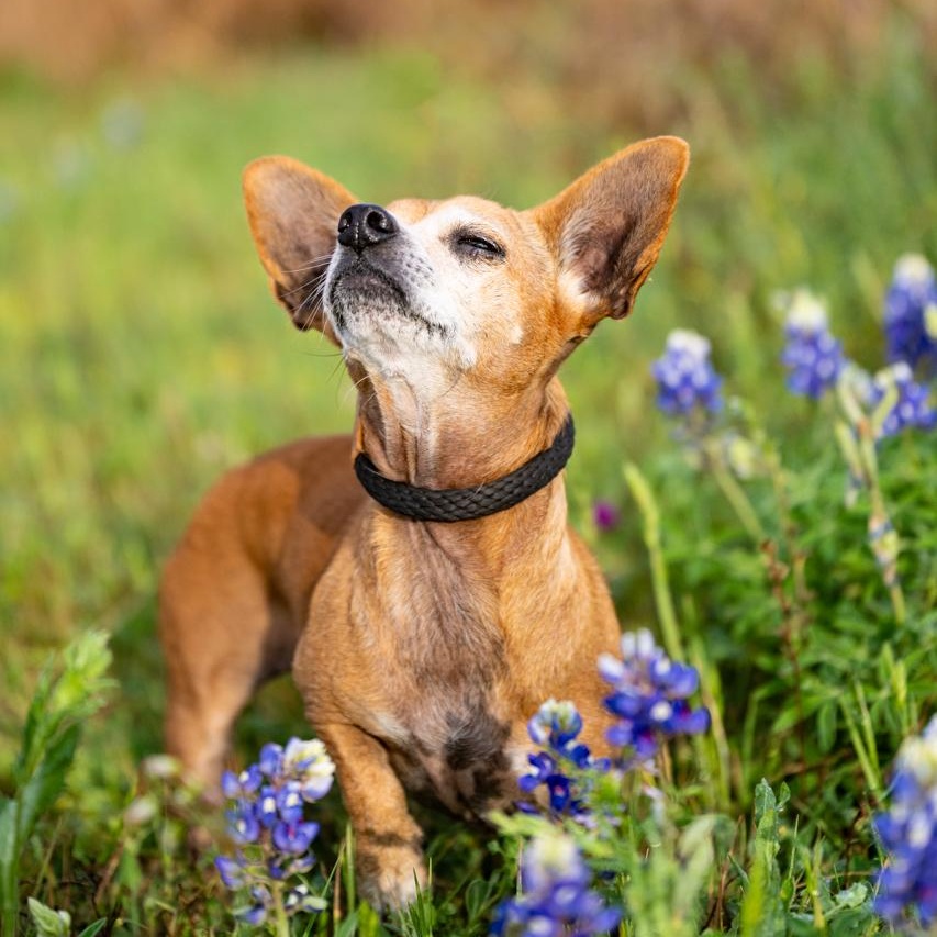 Chula, a ADOPTABLE Chihuahua in Mason, TX image 6/6