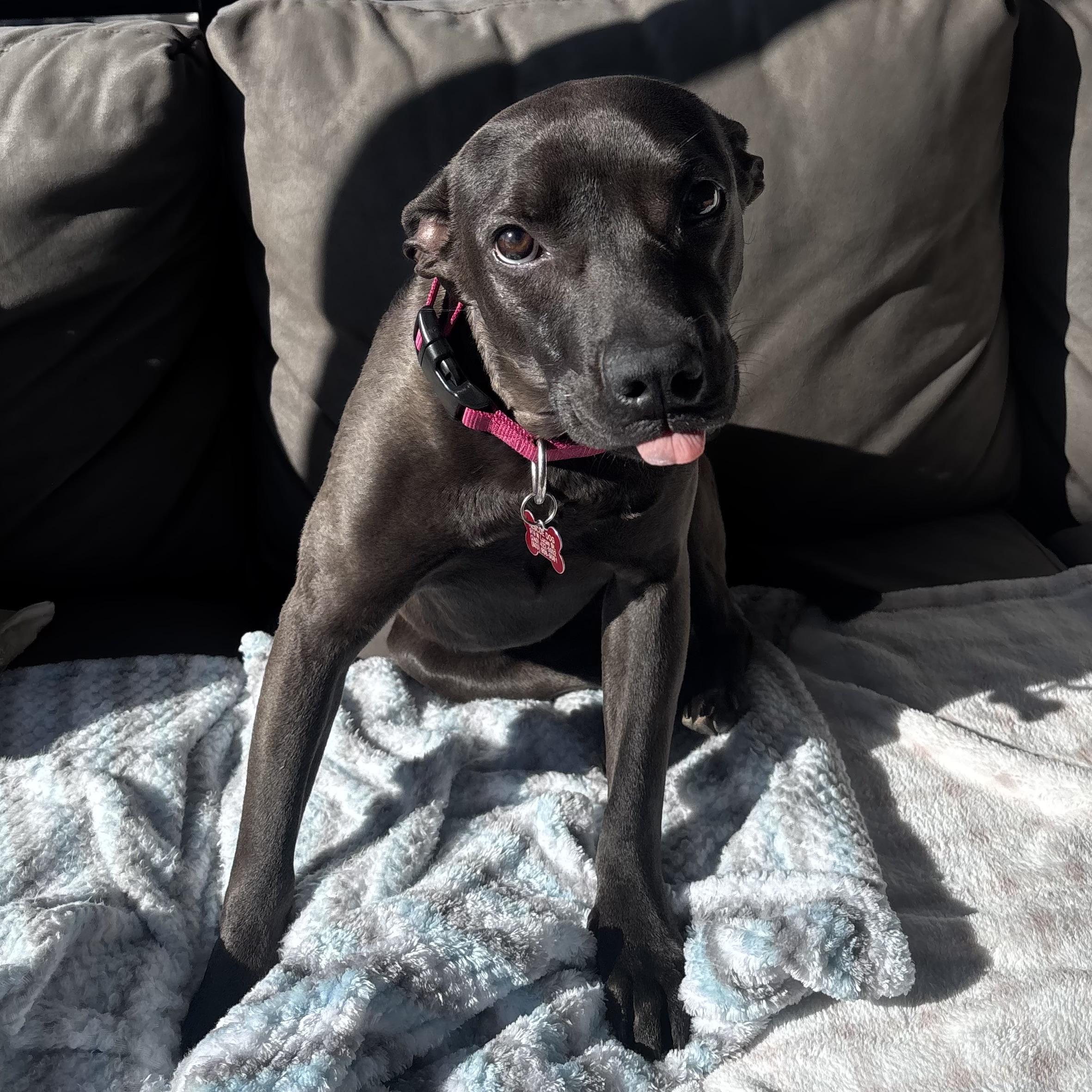 Shandon — thumbnail 4