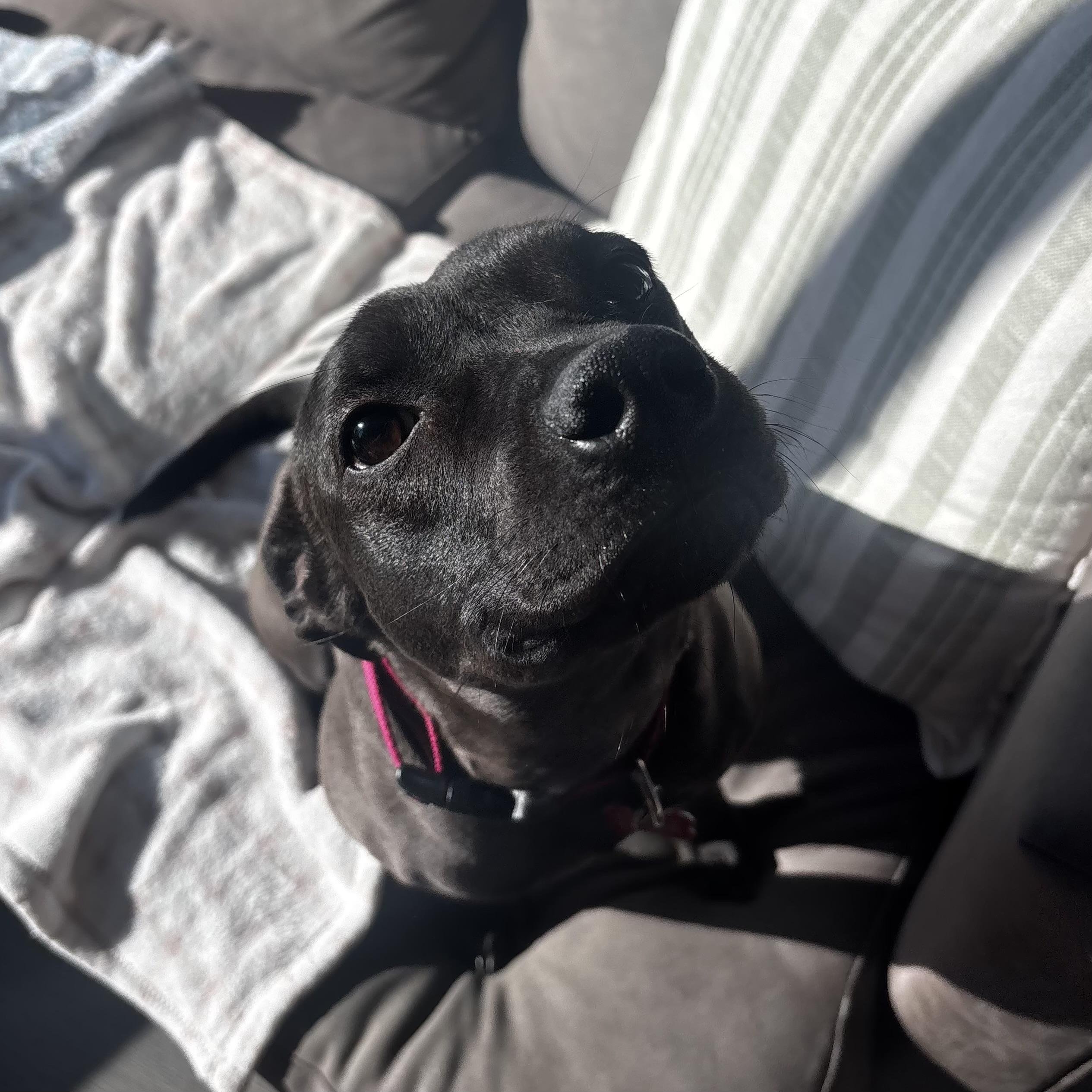 Shandon — thumbnail 5