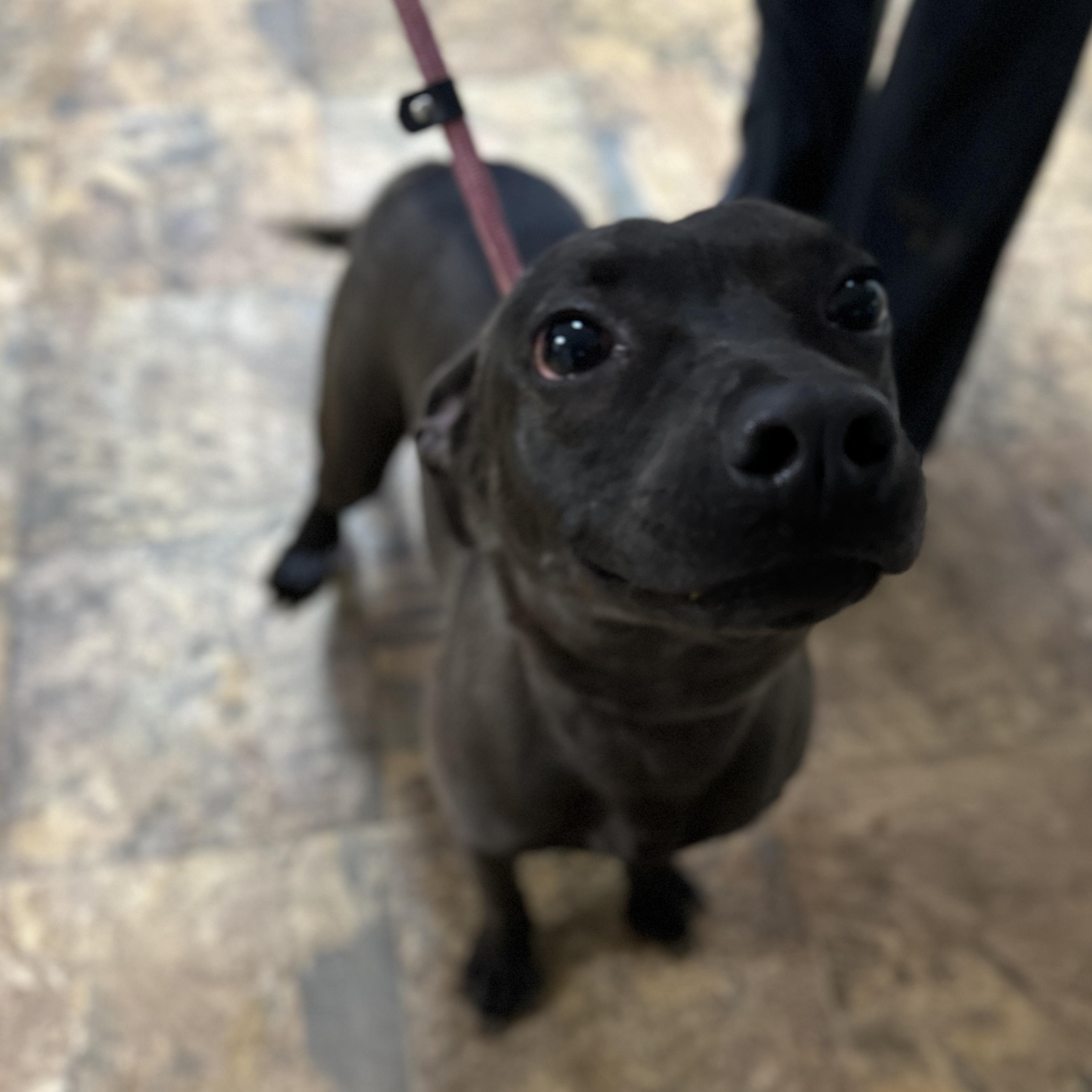 Shandon — thumbnail 6