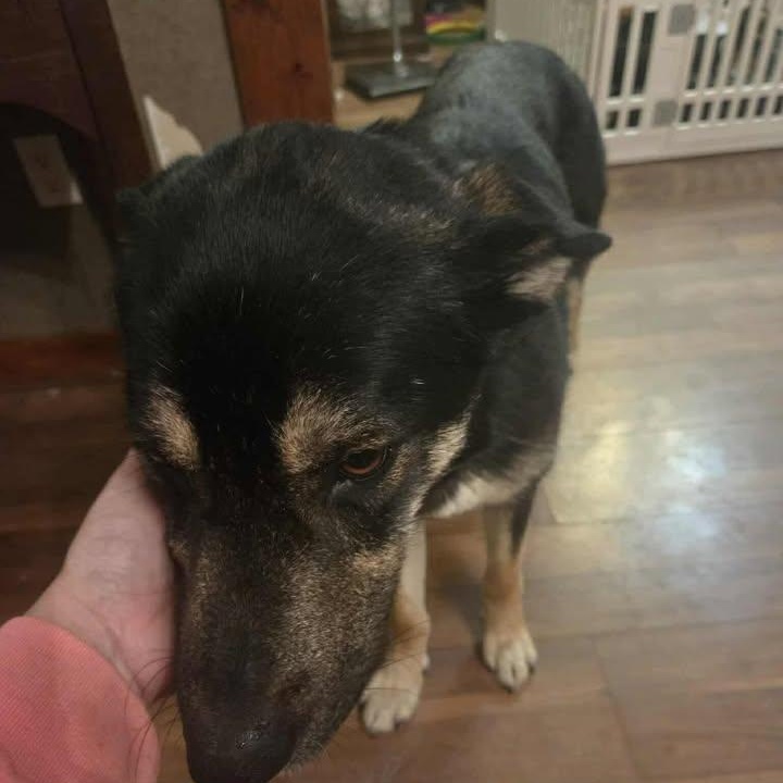 Nova (20260210-03) — thumbnail 2