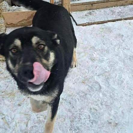 Nova (20260210-03) — thumbnail 3