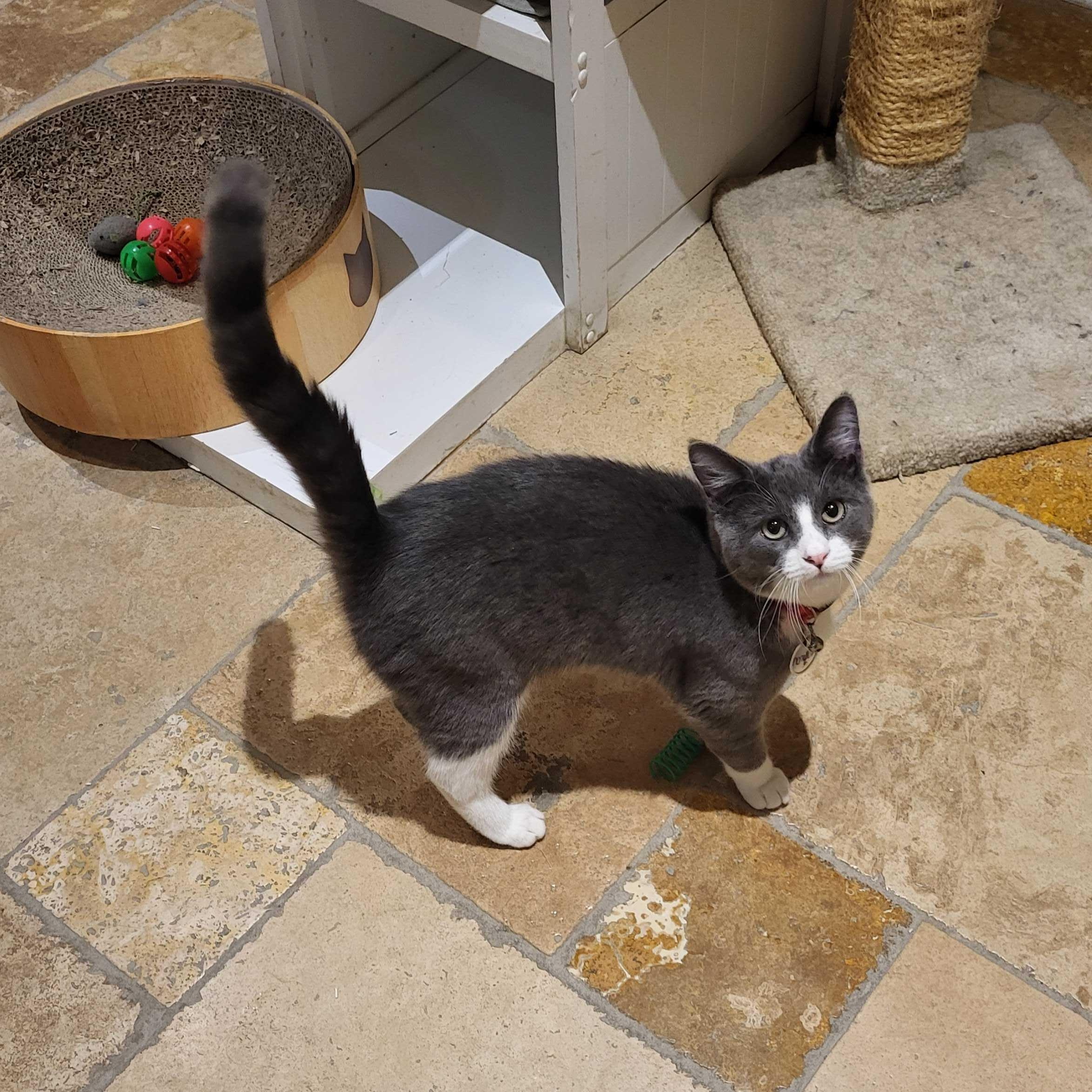 Norman (bonded to Ophelia), a Adoptable Domestic Short Hair in East Brunswick, NJ image 3/5