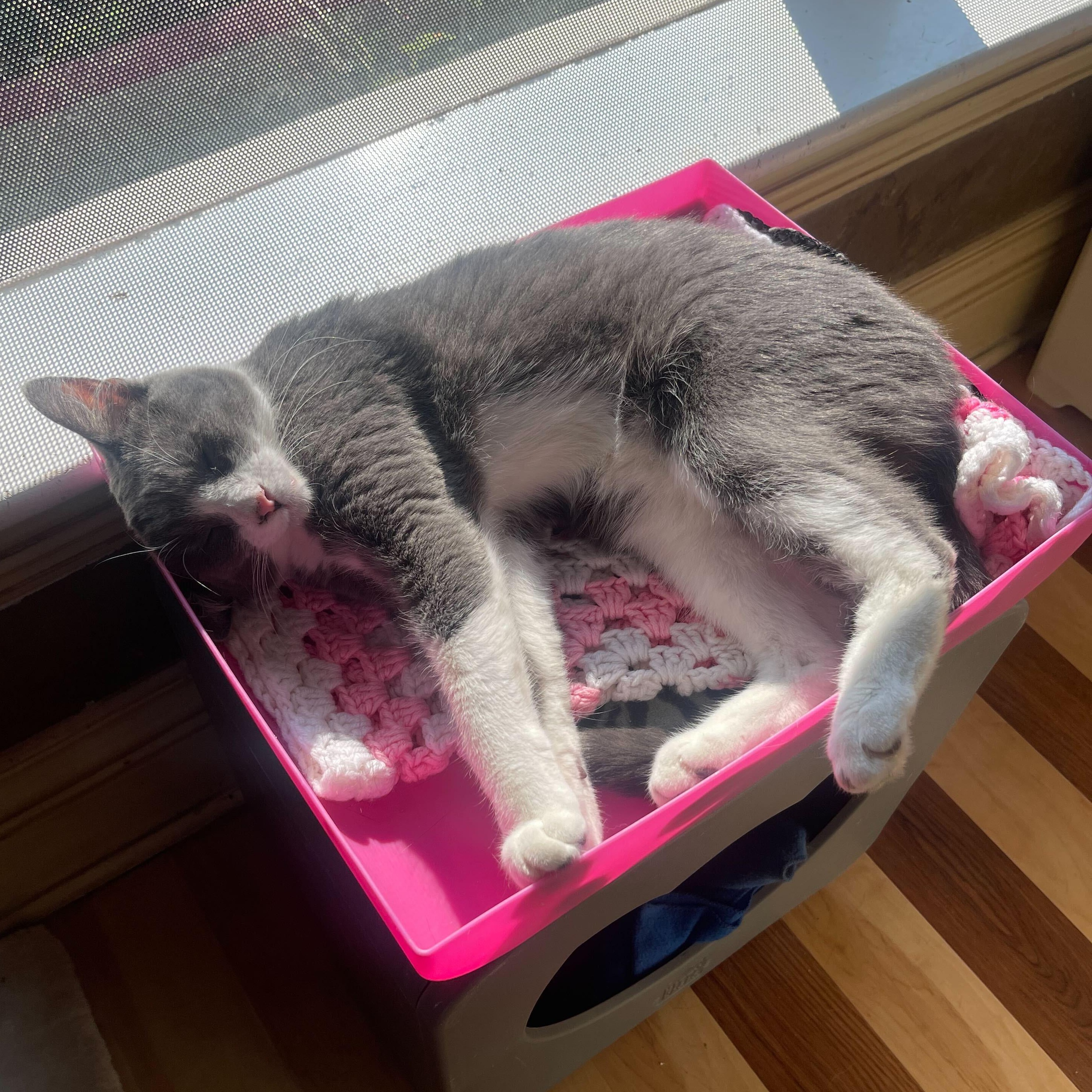 Norman (bonded to Ophelia), a Adoptable Domestic Short Hair in East Brunswick, NJ image 4/5