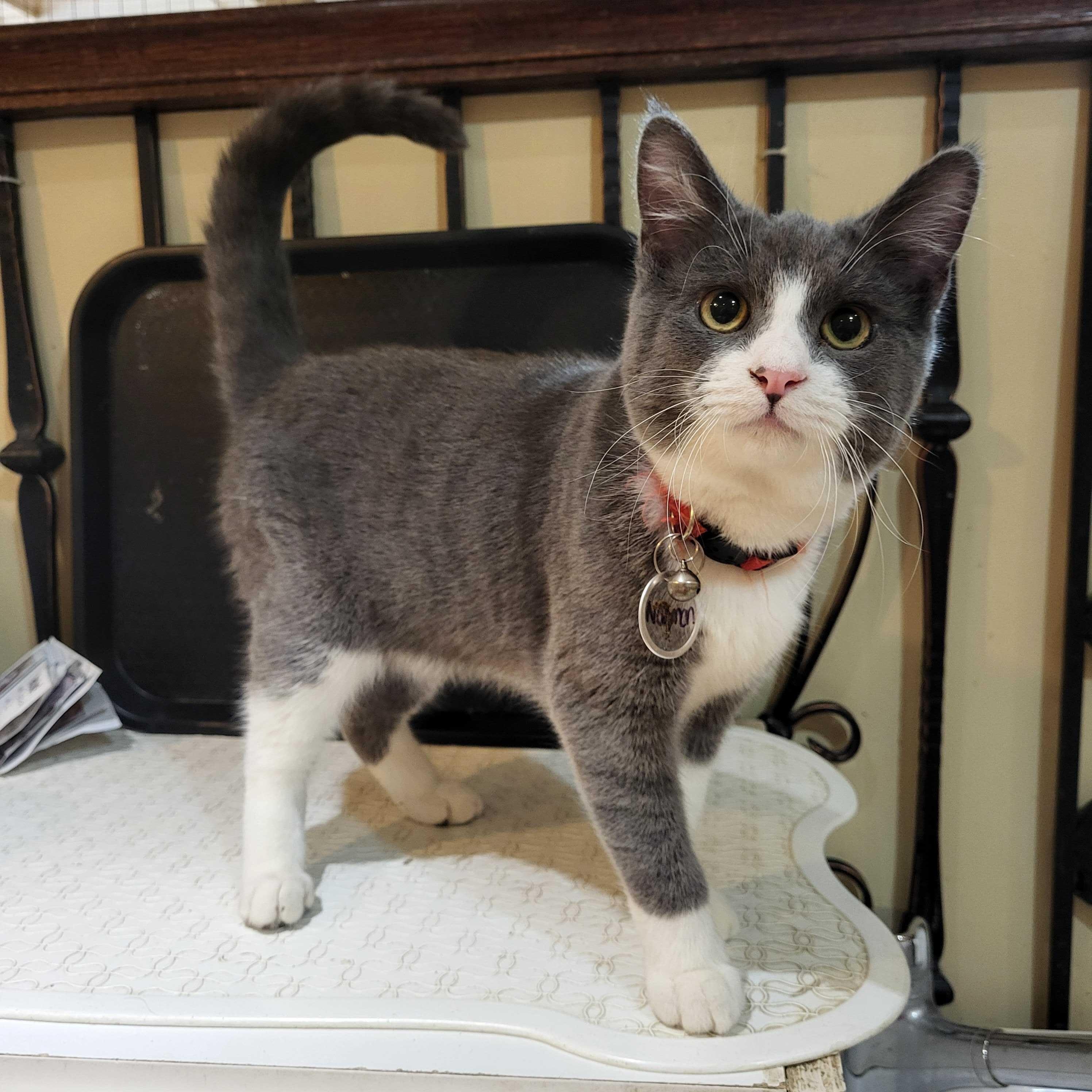 Norman (bonded to Ophelia), Adoptable, Young Male Domestic Short Hair.