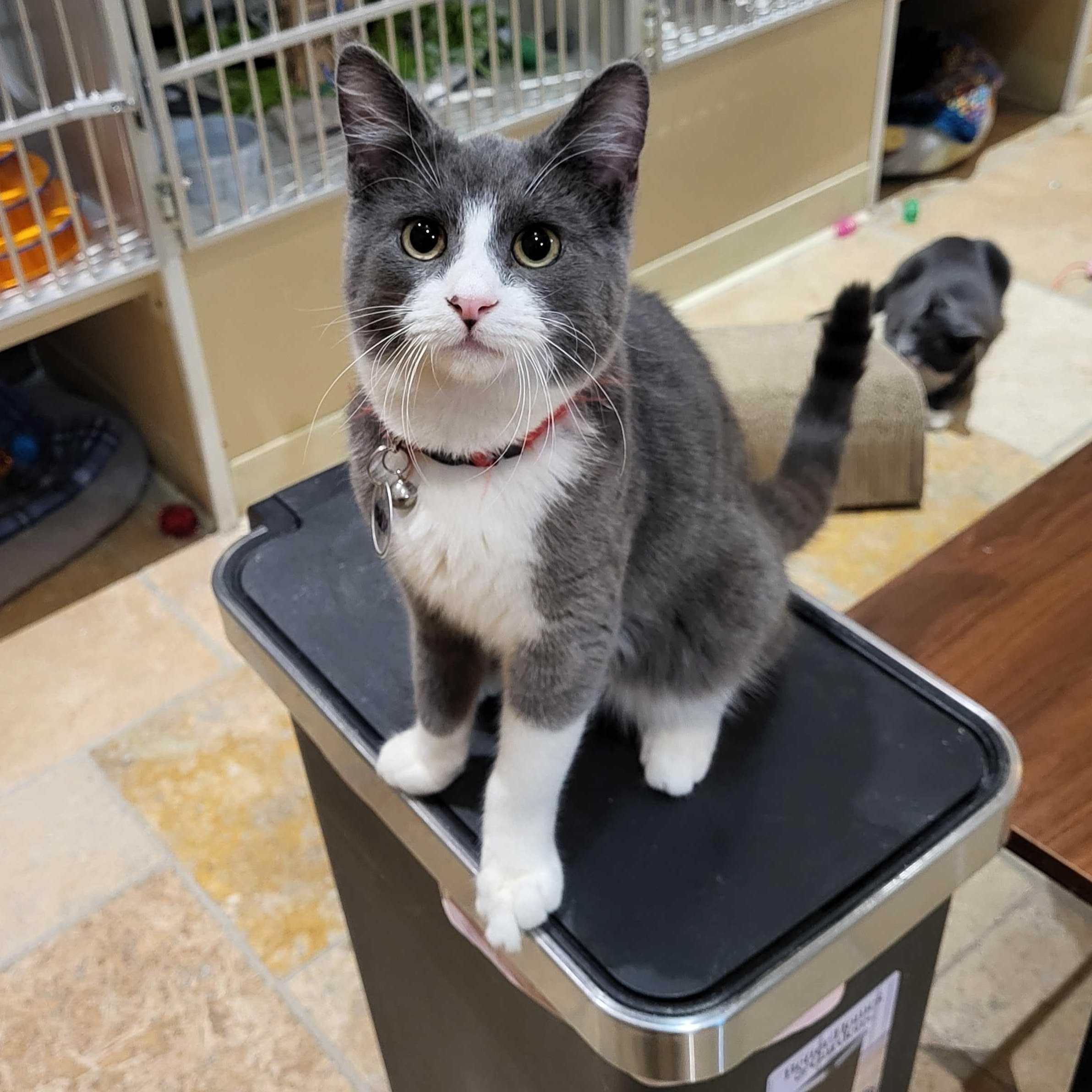 Norman (bonded to Ophelia), a Adoptable Domestic Short Hair in East Brunswick, NJ image 5/5