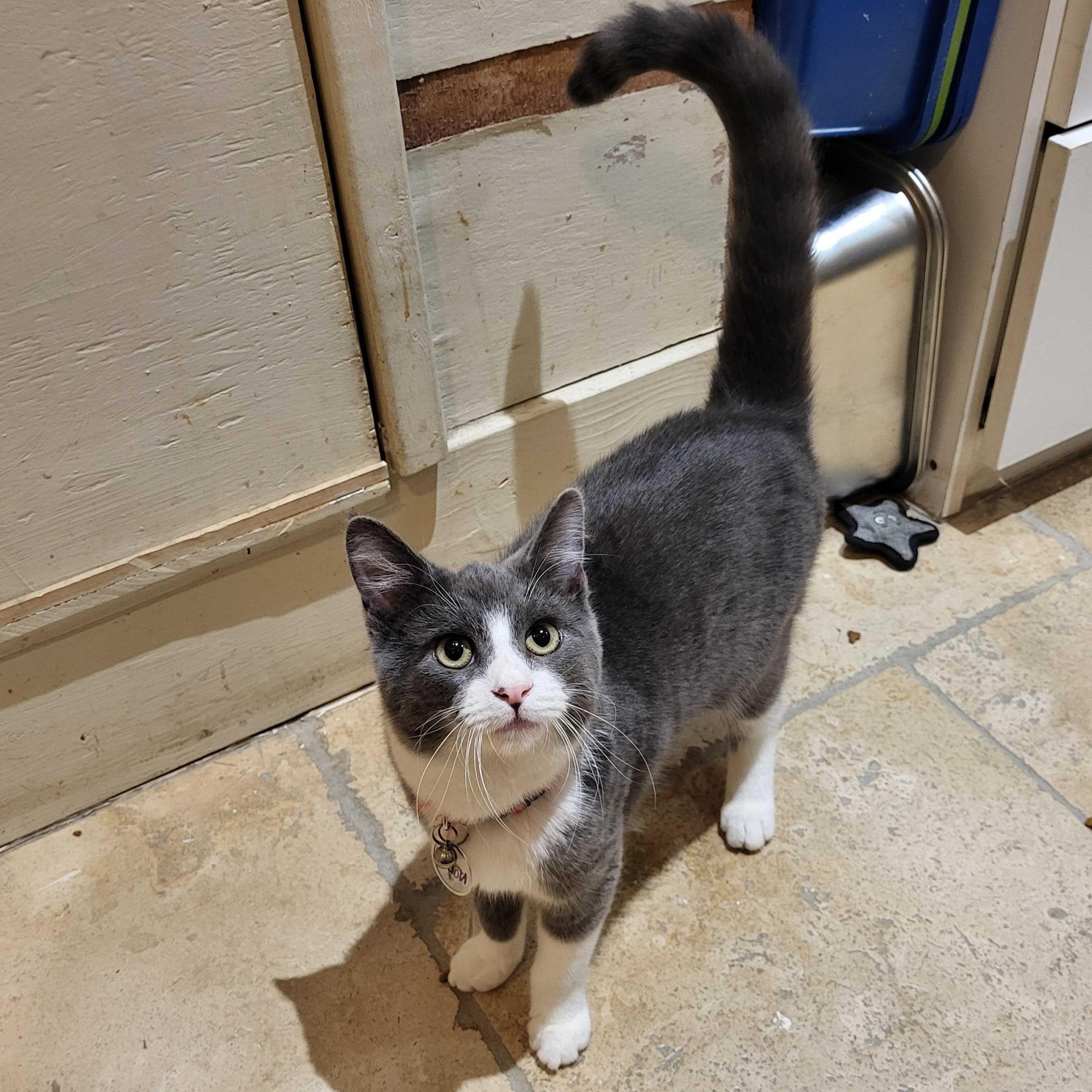 Norman (bonded to Ophelia), a Adoptable Domestic Short Hair in East Brunswick, NJ image 2/5