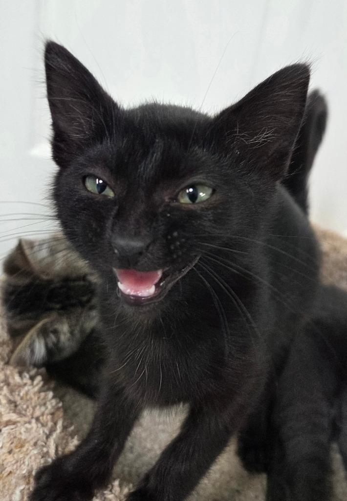River, Adoptable, Kitten Female Domestic Short Hair.