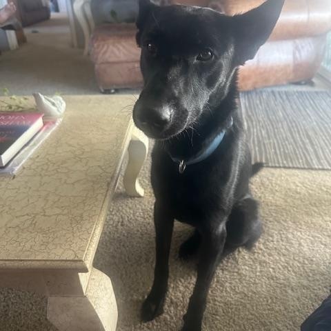 Buddy, Adopted, Young Male Black Labrador Retriever & Belgian Shepherd / Malinois.