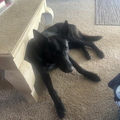 Enlarge Buddy, a Adopted mixed breed in Modesto, CA image 2/4