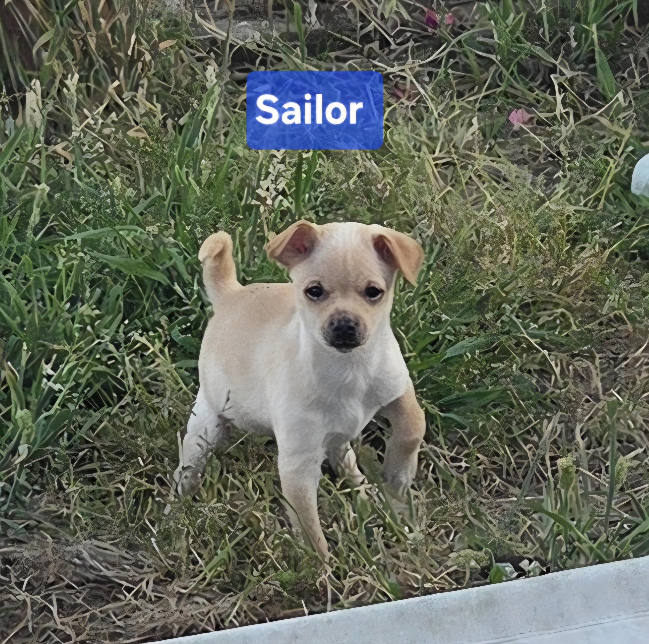 Sailor, an adopted mixed breed in Long Beach, WA image 2/2