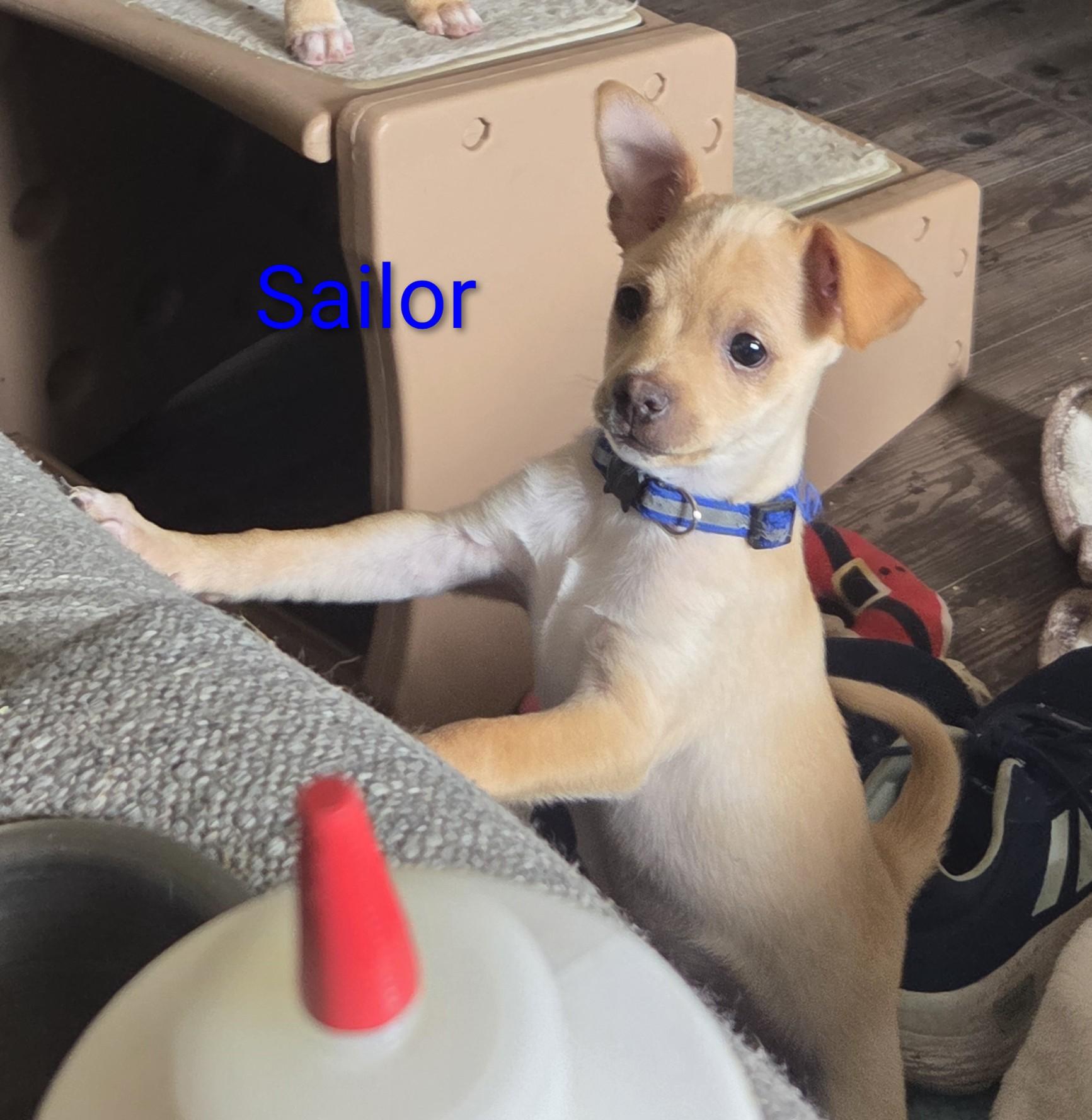 Sailor, adopted, Puppy Male Chihuahua.