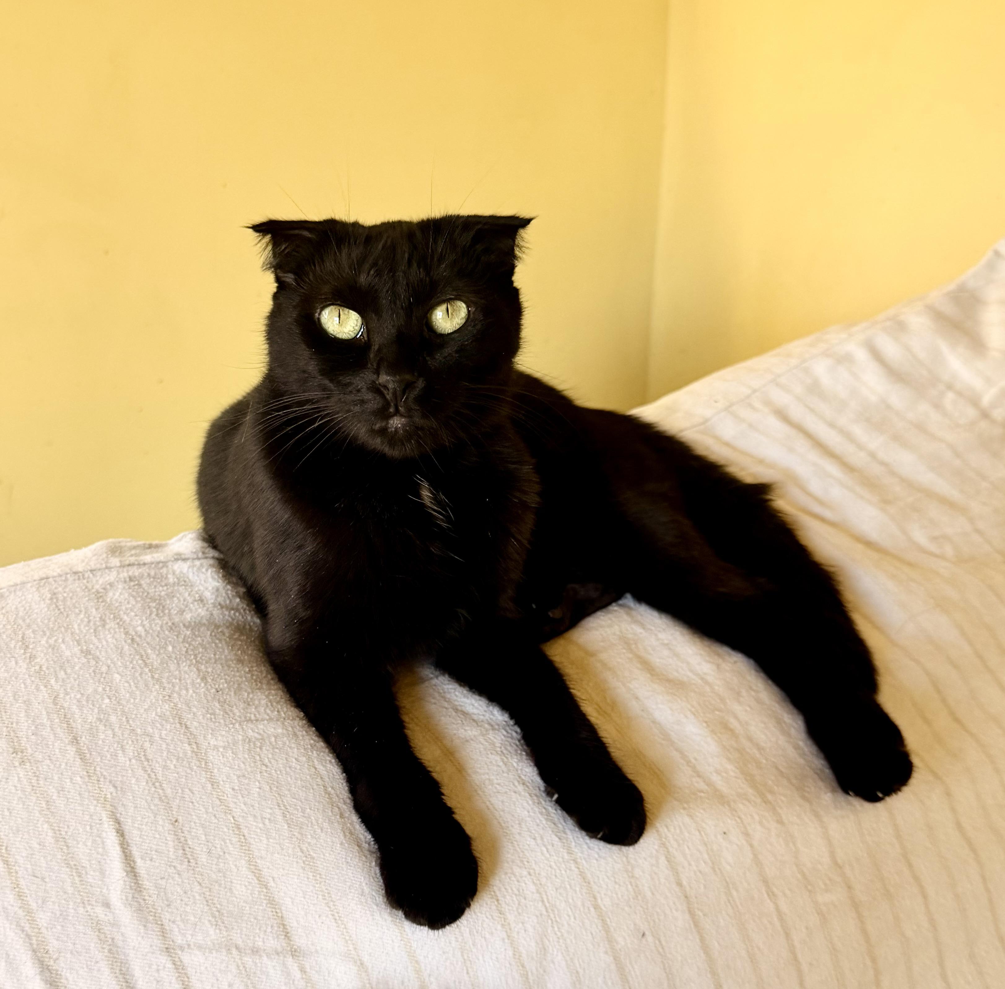 Enlarge Velvet, a Adoptable Scottish Fold in North Hollywood, CA image 2/3
