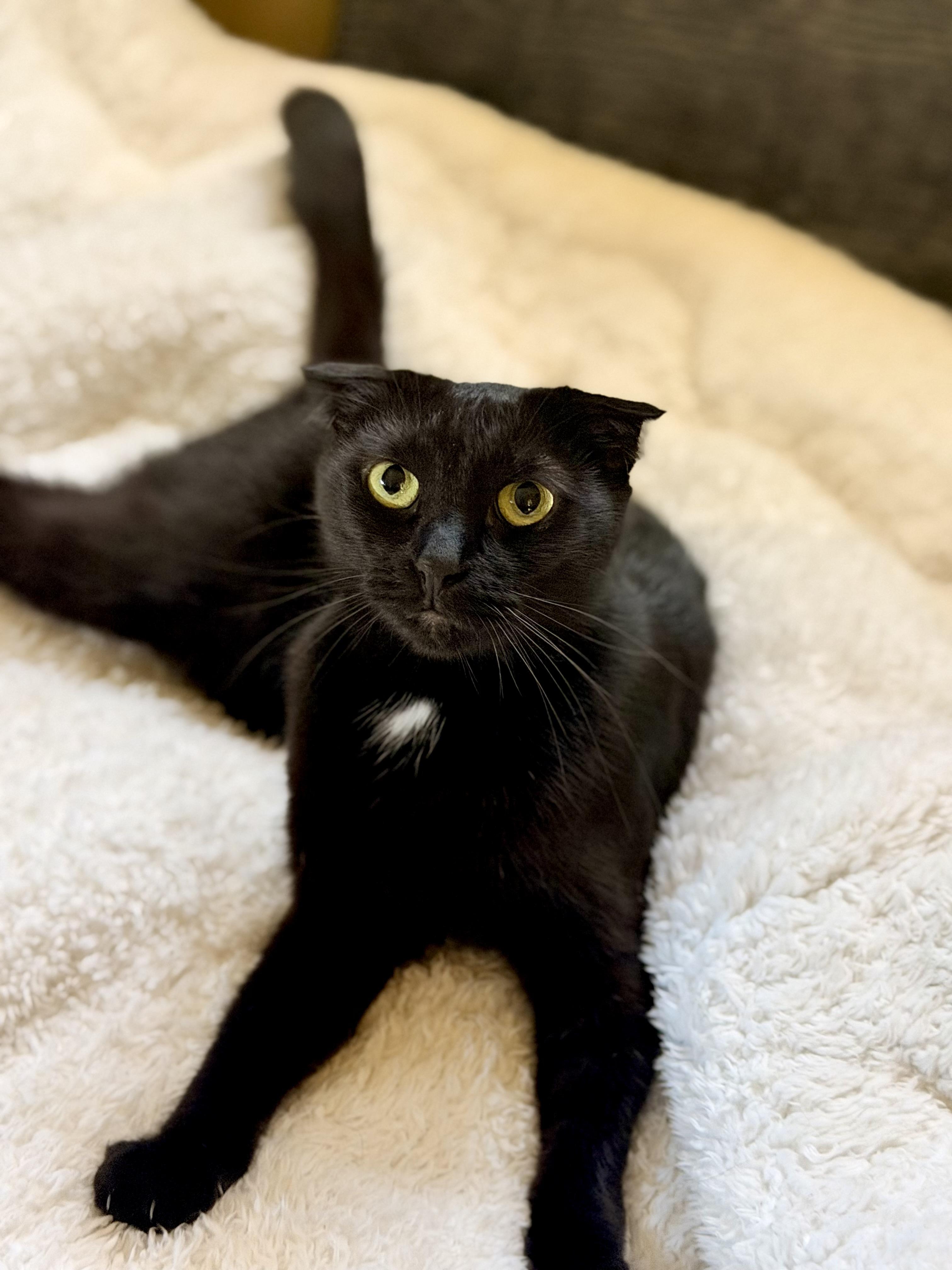 Enlarge Velvet, a Adoptable Scottish Fold in North Hollywood, CA image 1/3