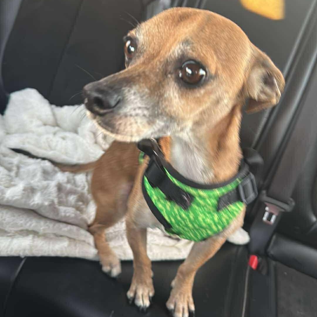 TOBY, ADOPTABLE, Adult Male Chihuahua.