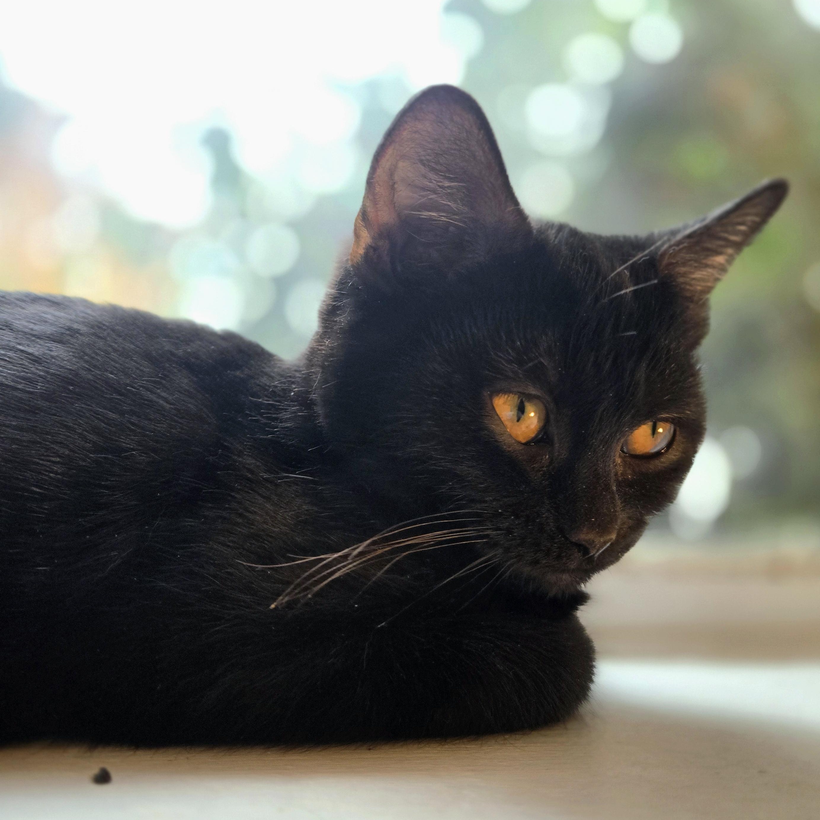 Shishito, a Adoptable Domestic Short Hair in Hyattsville, MD image 3/6