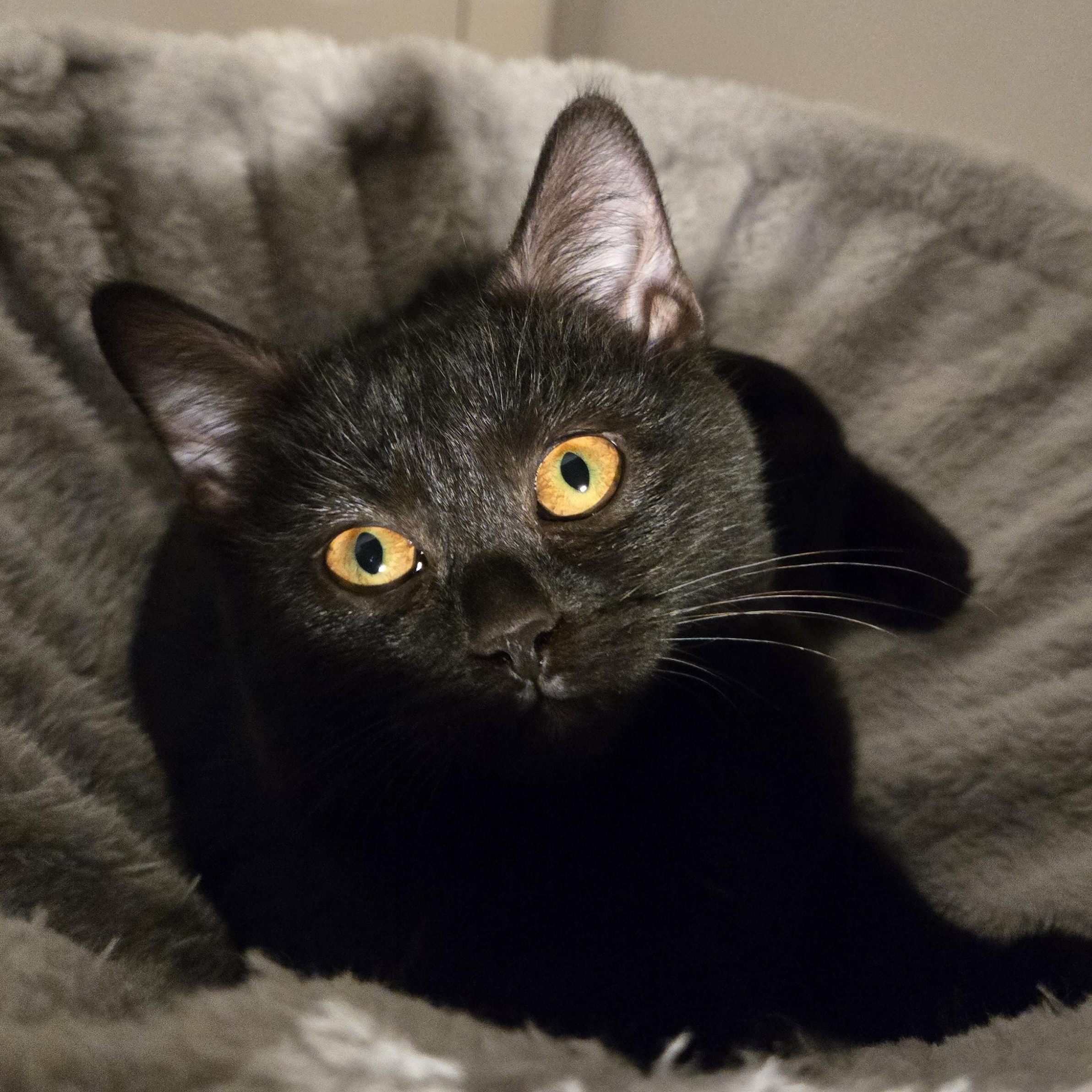 Shishito, a Adoptable Domestic Short Hair in Hyattsville, MD image 2/6