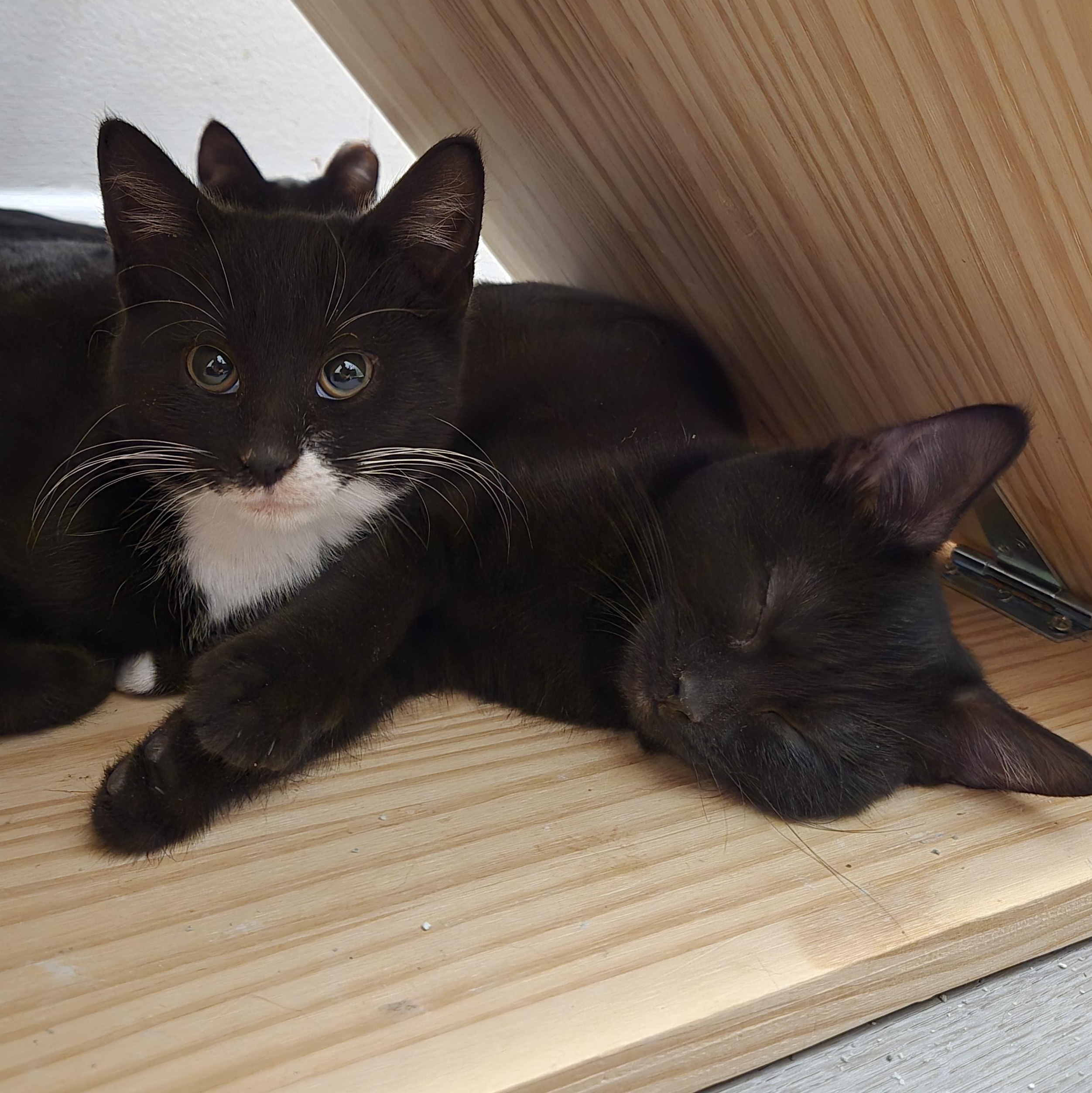 Shishito, a Adoptable Domestic Short Hair in Hyattsville, MD image 5/6