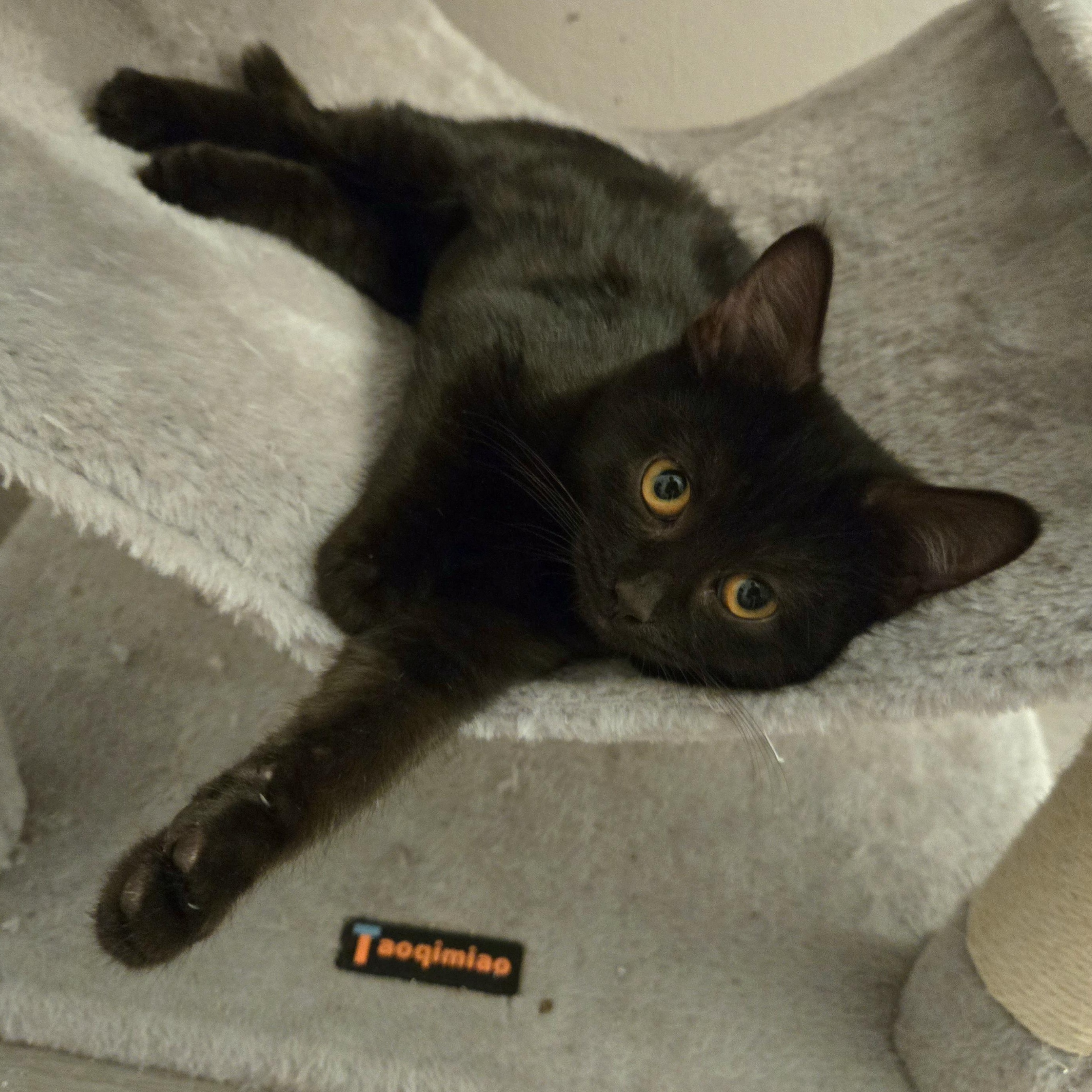 Shishito, a Adoptable Domestic Short Hair in Hyattsville, MD image 4/6