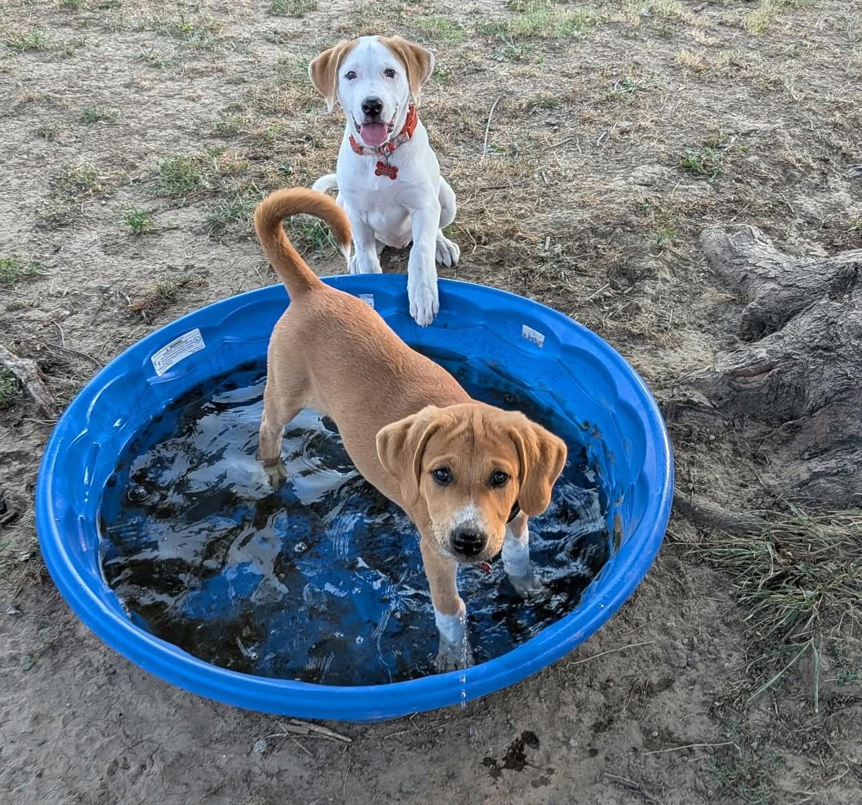 Enlarge Sandra Diaz-Twine, a ADOPTABLE mixed breed in Kiowa, OK image 5/6