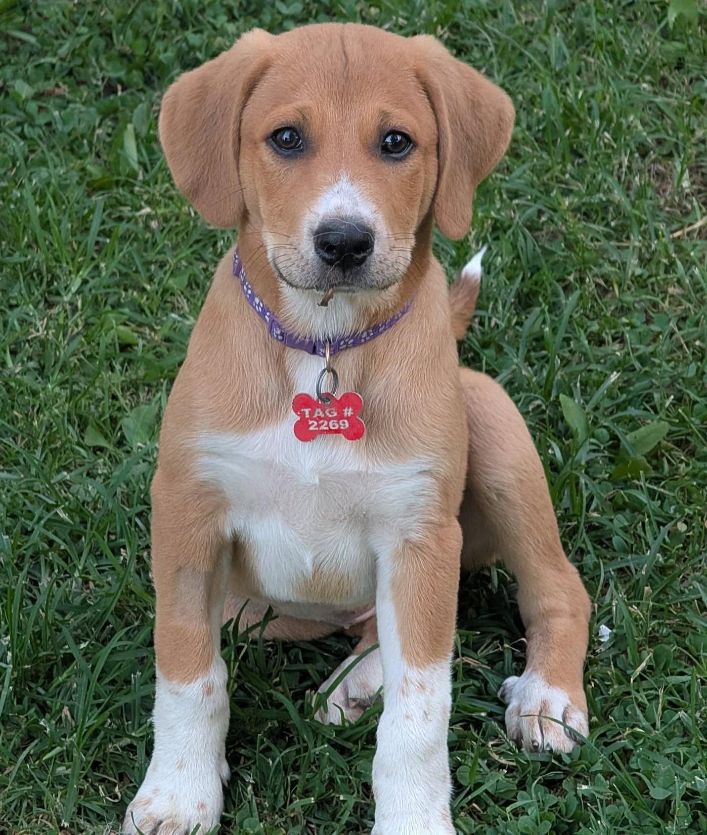 Enlarge Sandra Diaz-Twine, a ADOPTABLE mixed breed in Kiowa, OK image 1/6